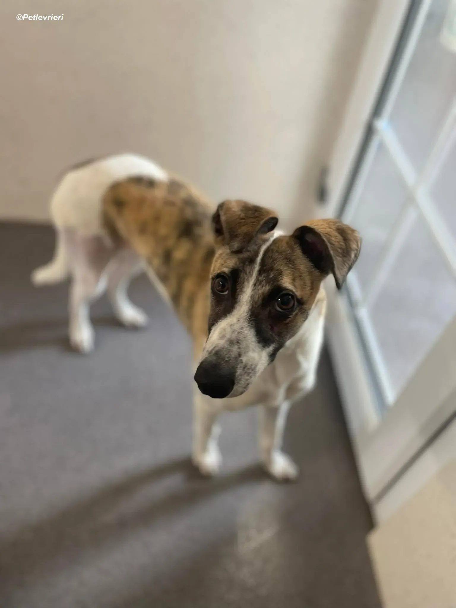 Bart adozione levrieri greyhound 4