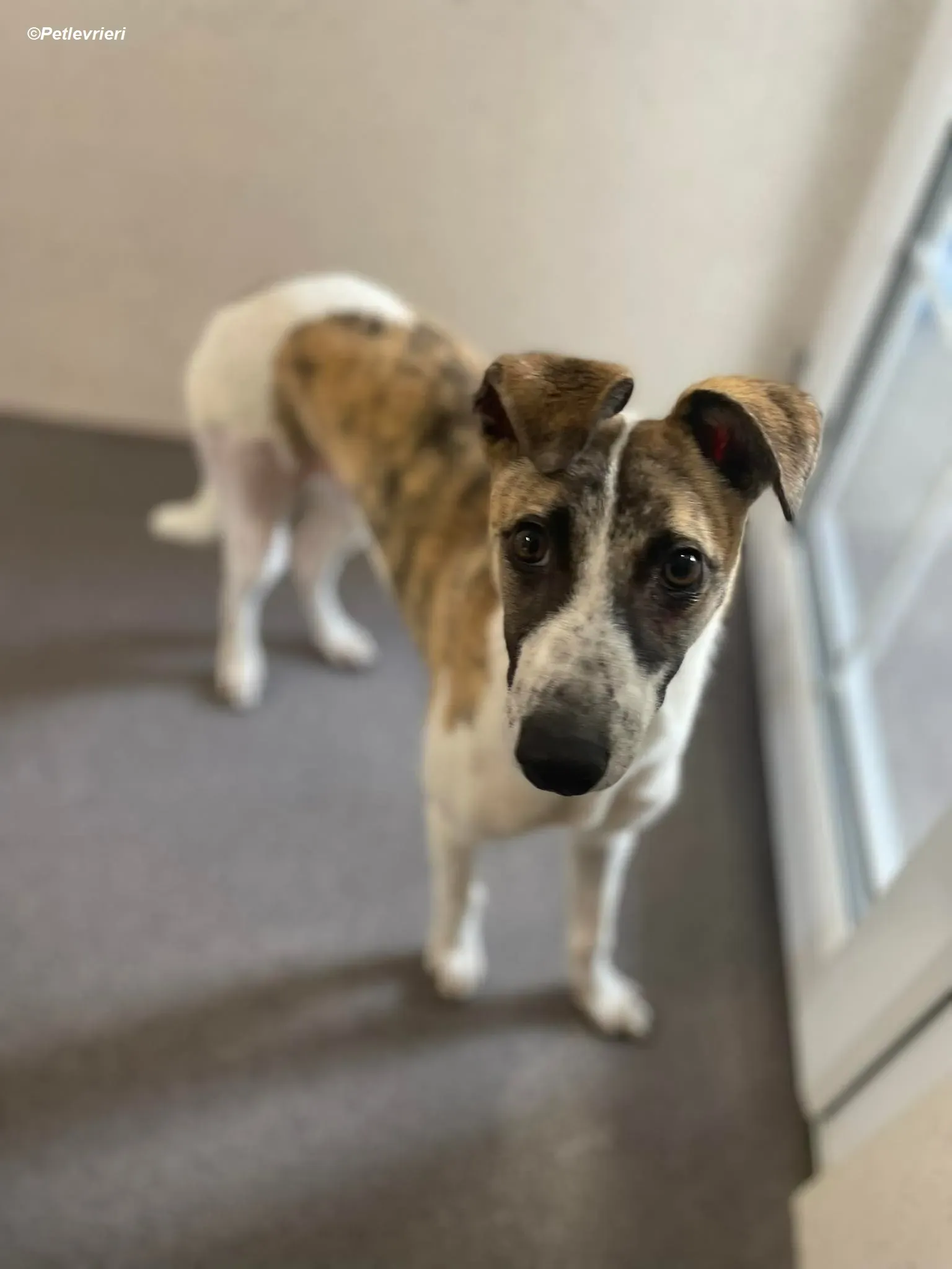 Bart adozione levrieri greyhound 5