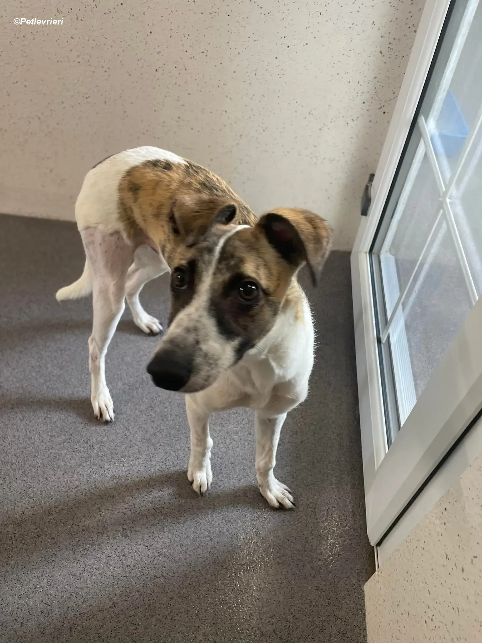 Bart adozione levrieri greyhound 6