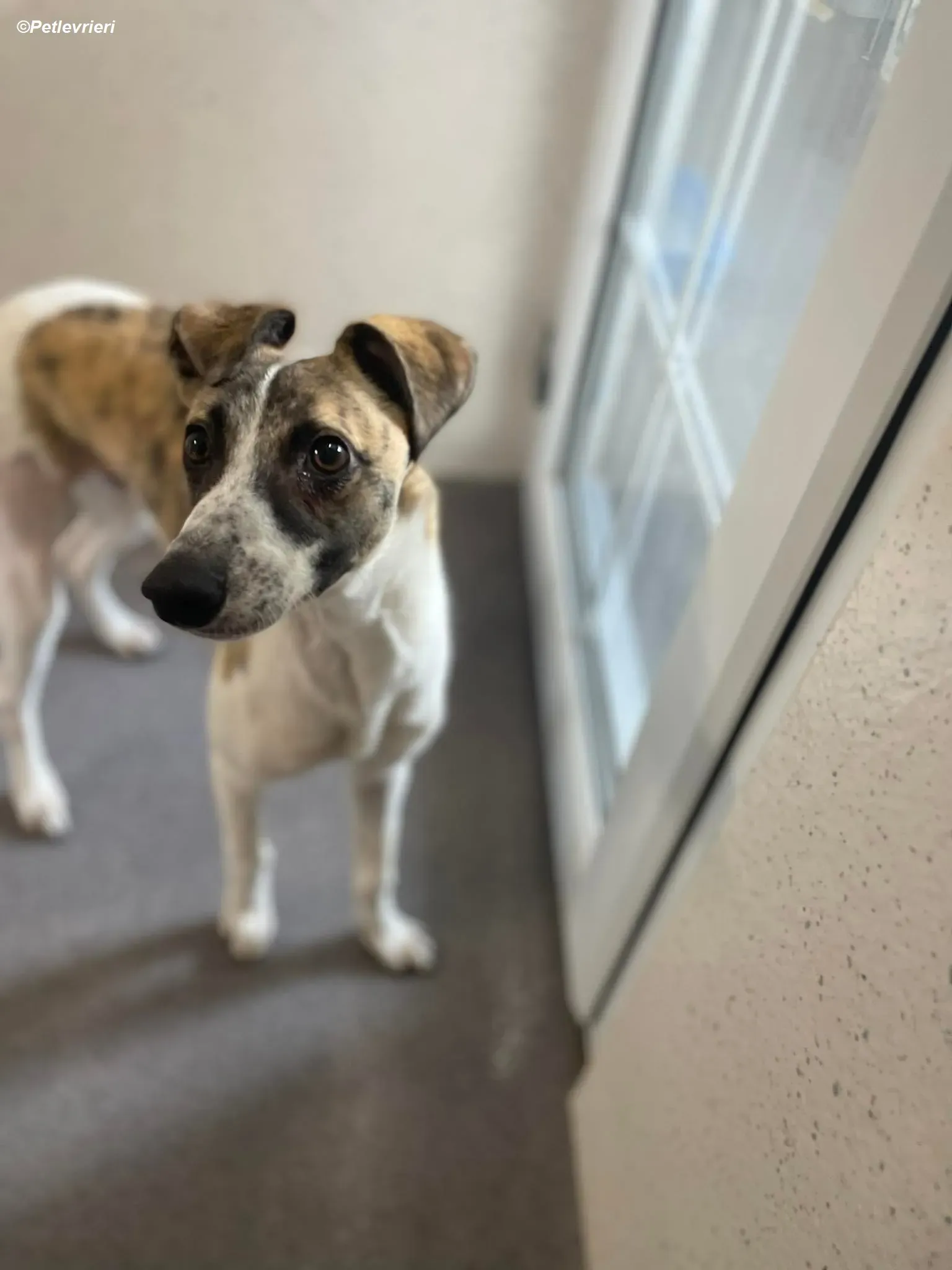 Bart adozione levrieri greyhound 7