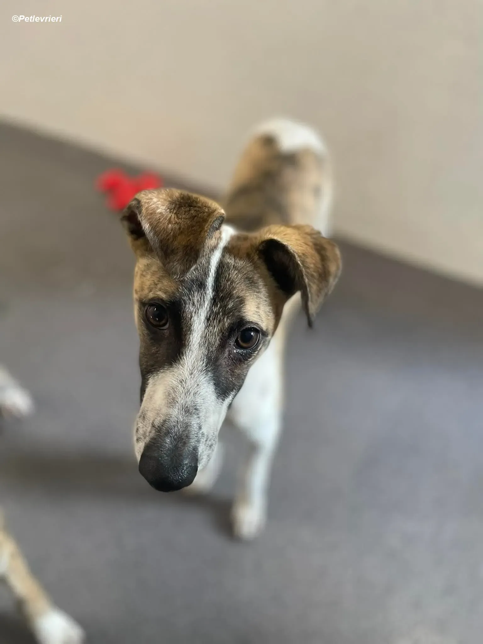 Bart adozione levrieri greyhound 8