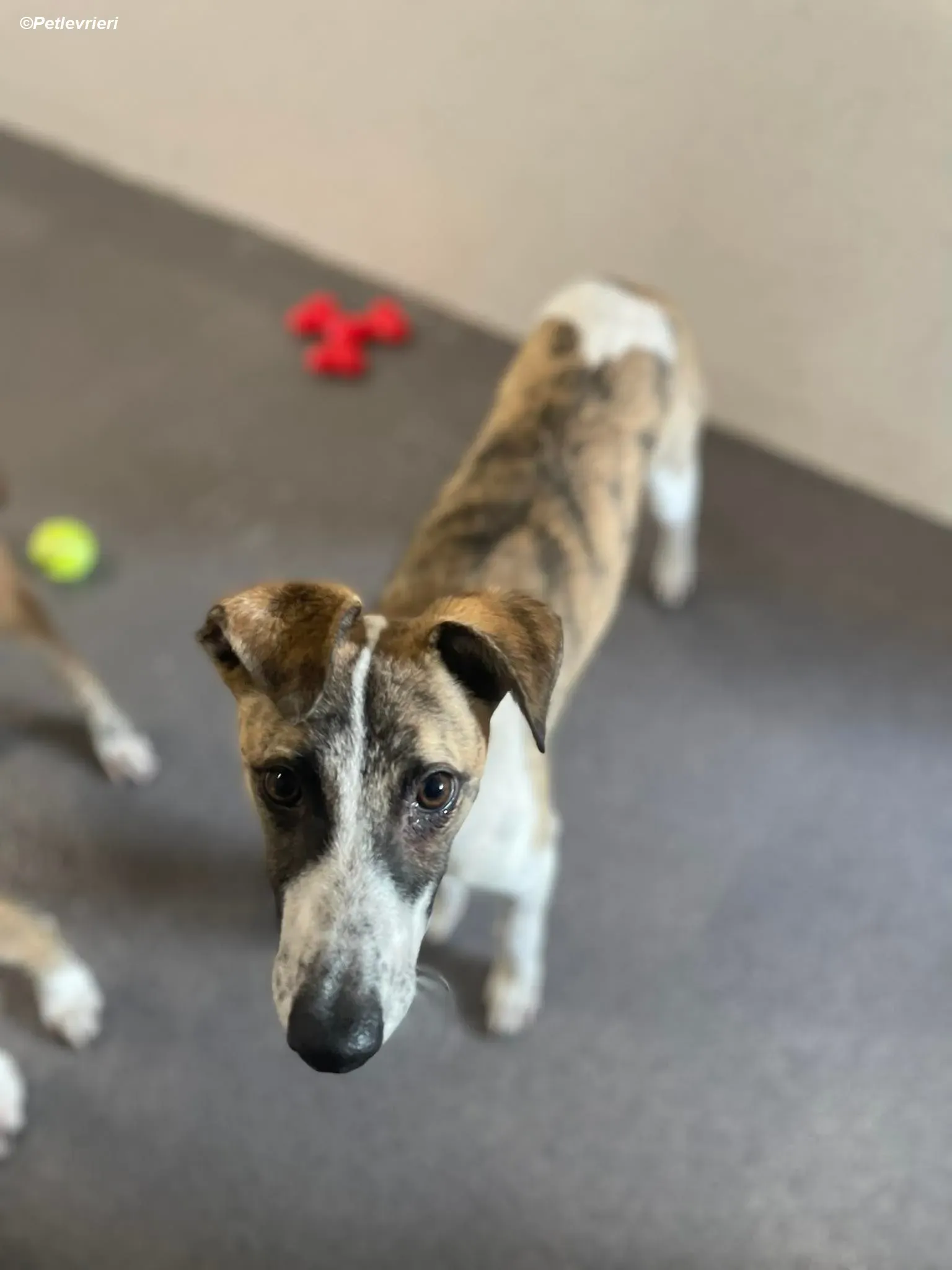 Bart adozione levrieri greyhound 9