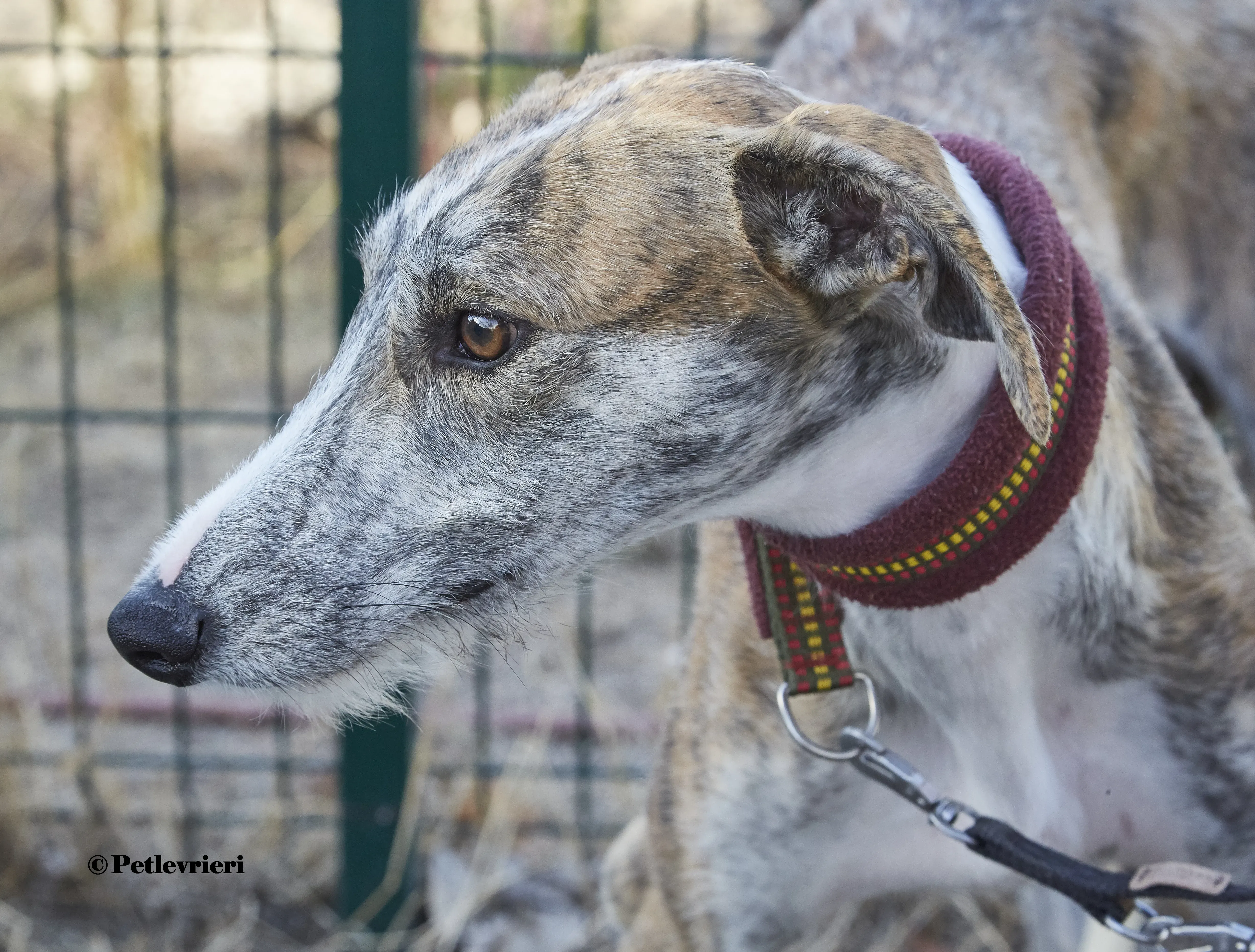 Bart galgo adozione pet levrieri onlus 10