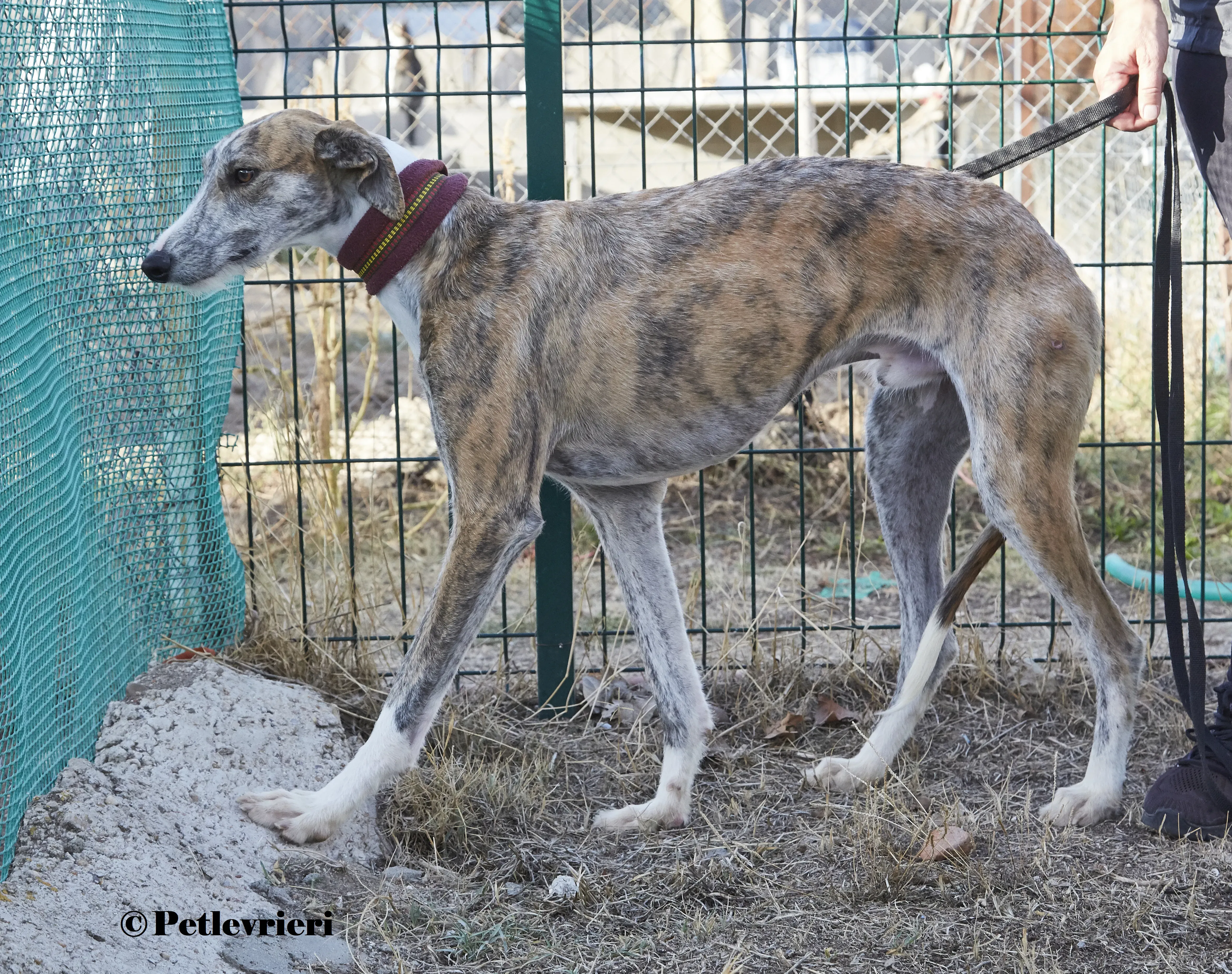 Bart galgo adozione pet levrieri onlus 2 1