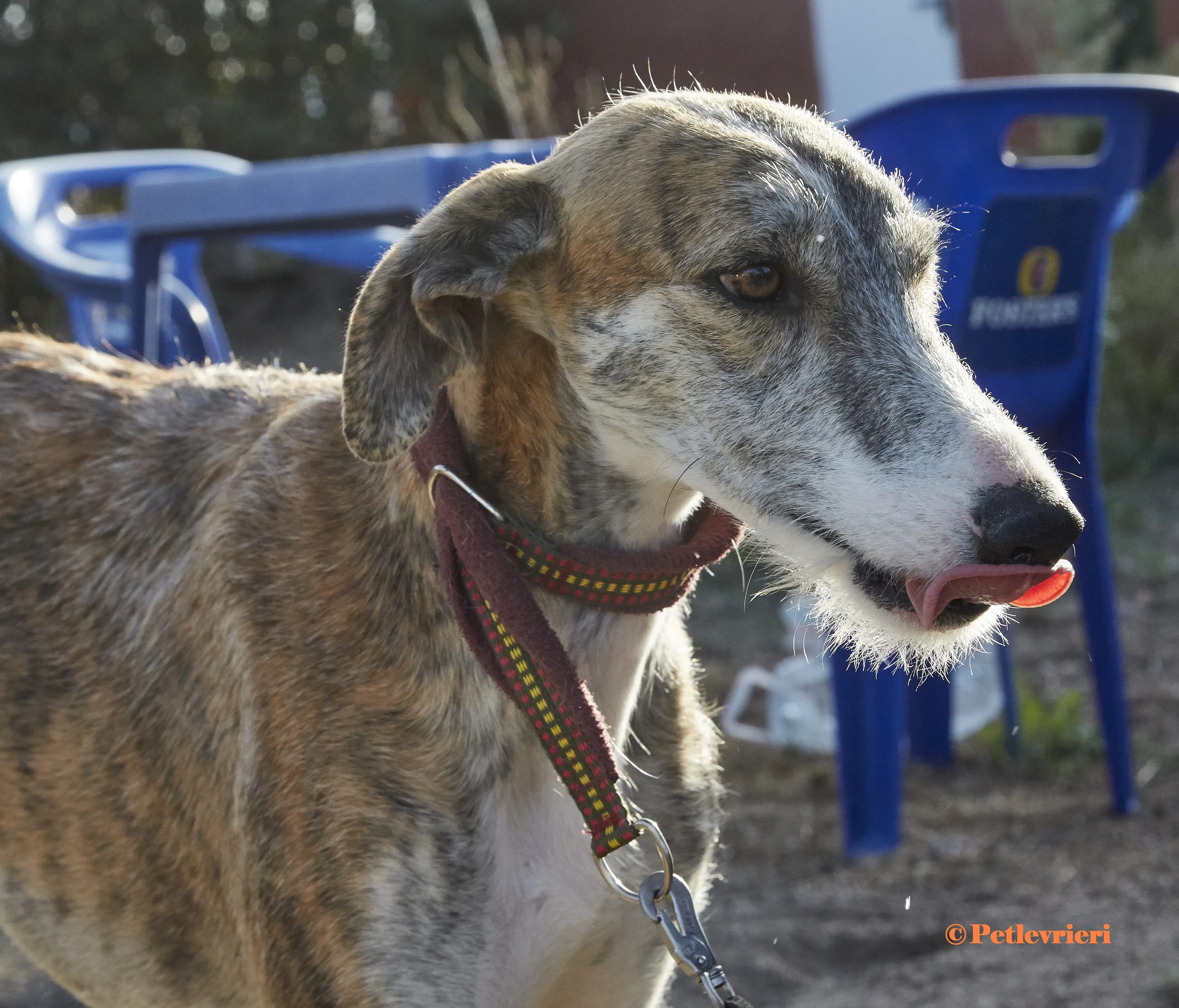 Bart galgo adozione pet levrieri onlus 3