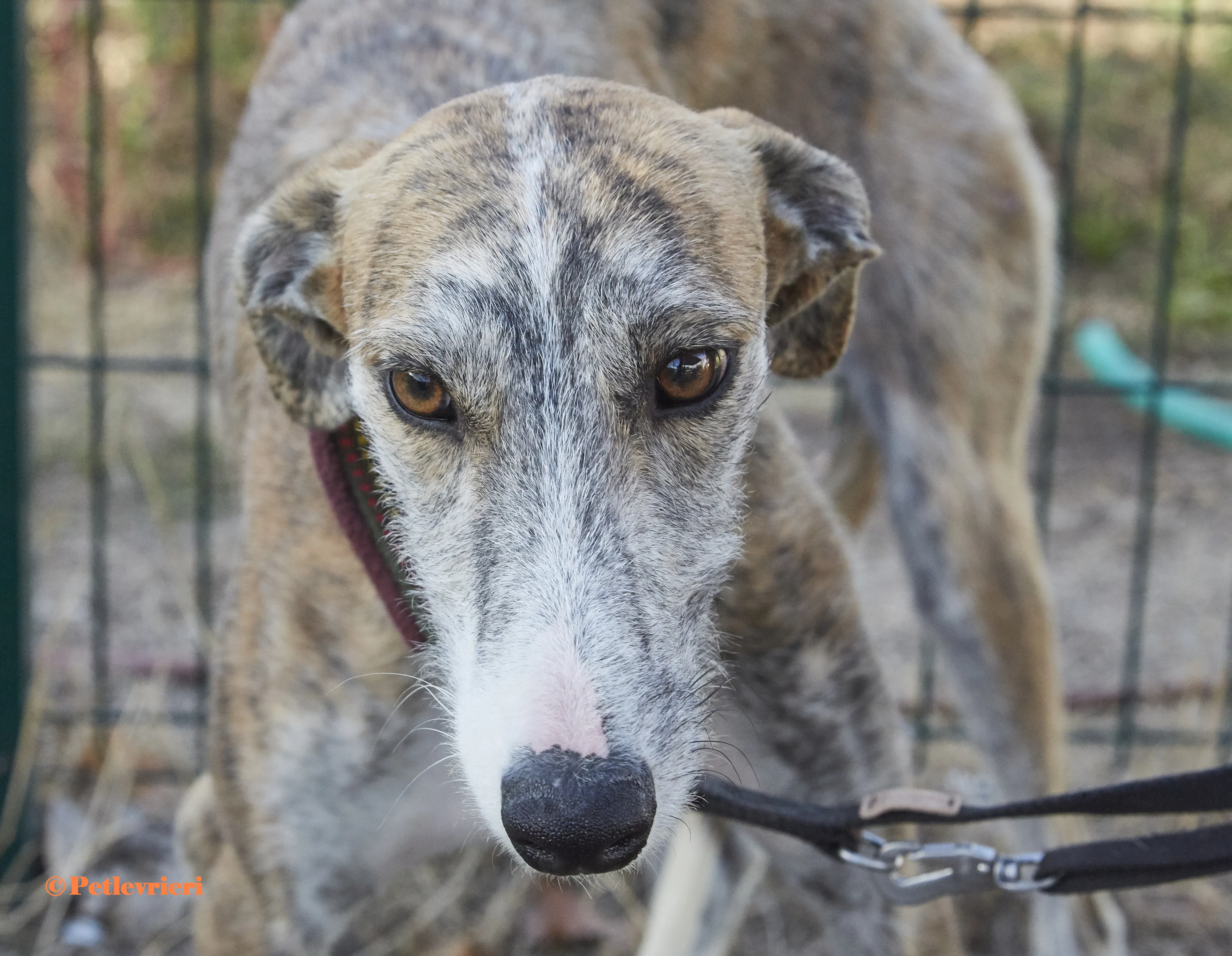 Bart galgo adozione pet levrieri onlus 4