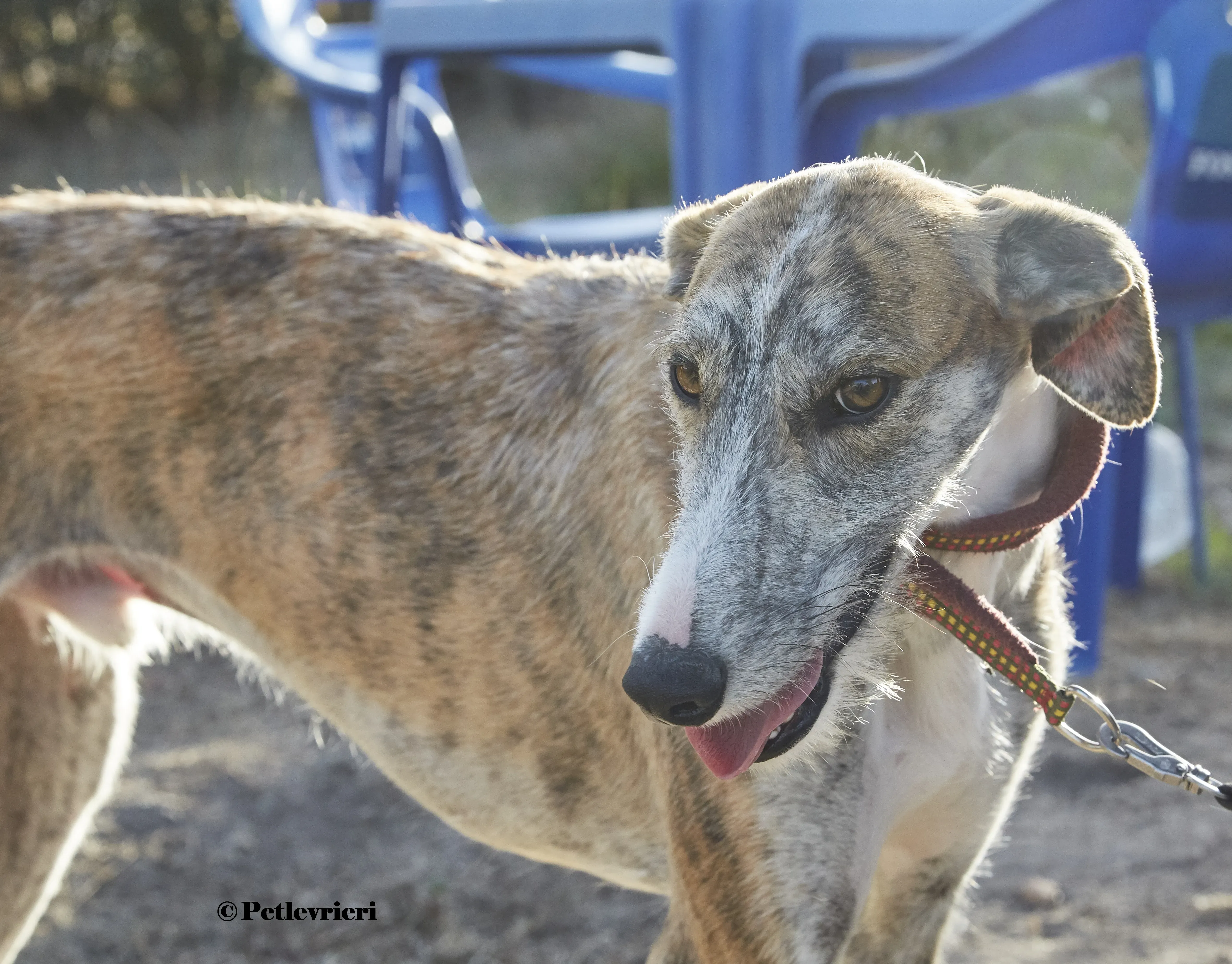 Bart galgo adozione pet levrieri onlus 5
