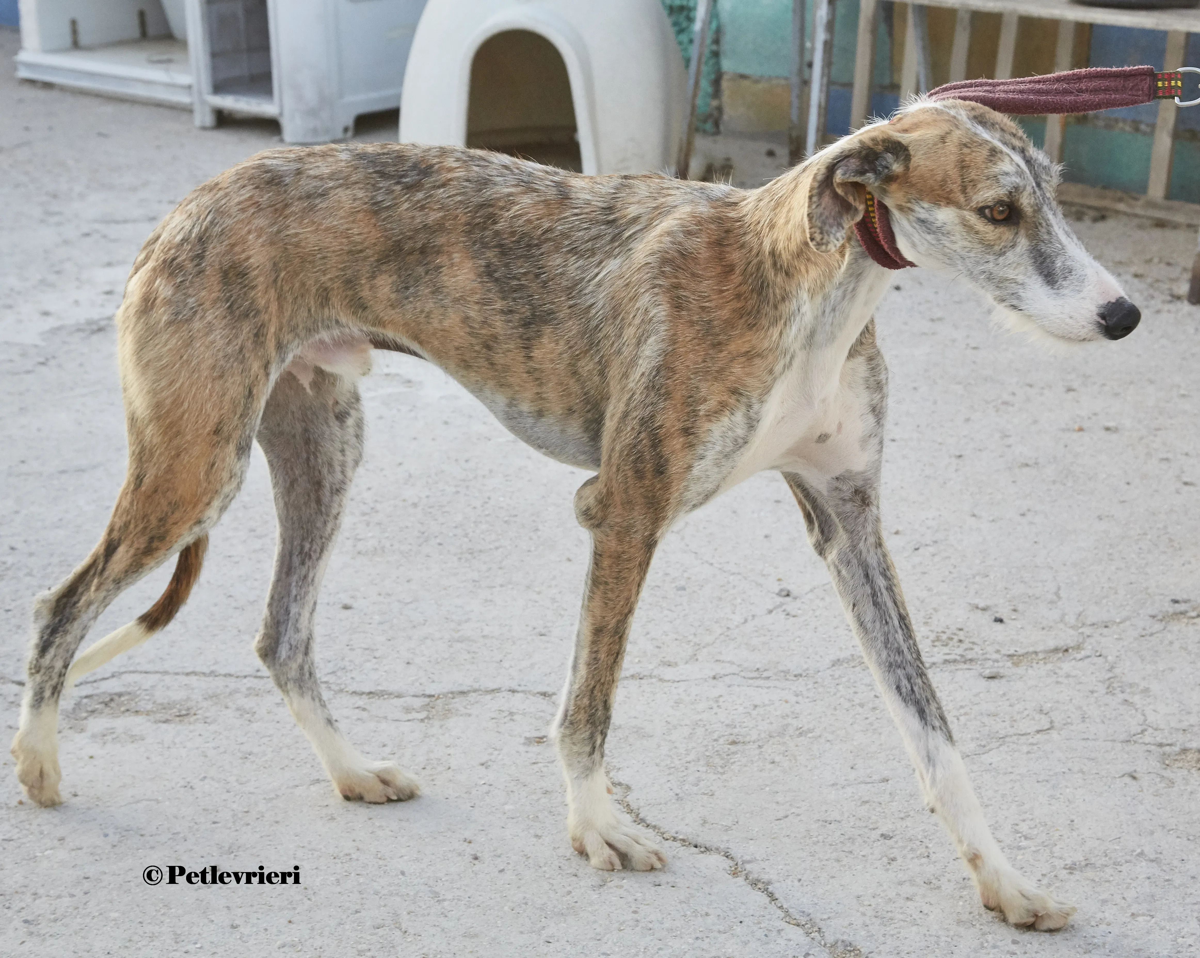 Bart galgo adozione pet levrieri onlus 6