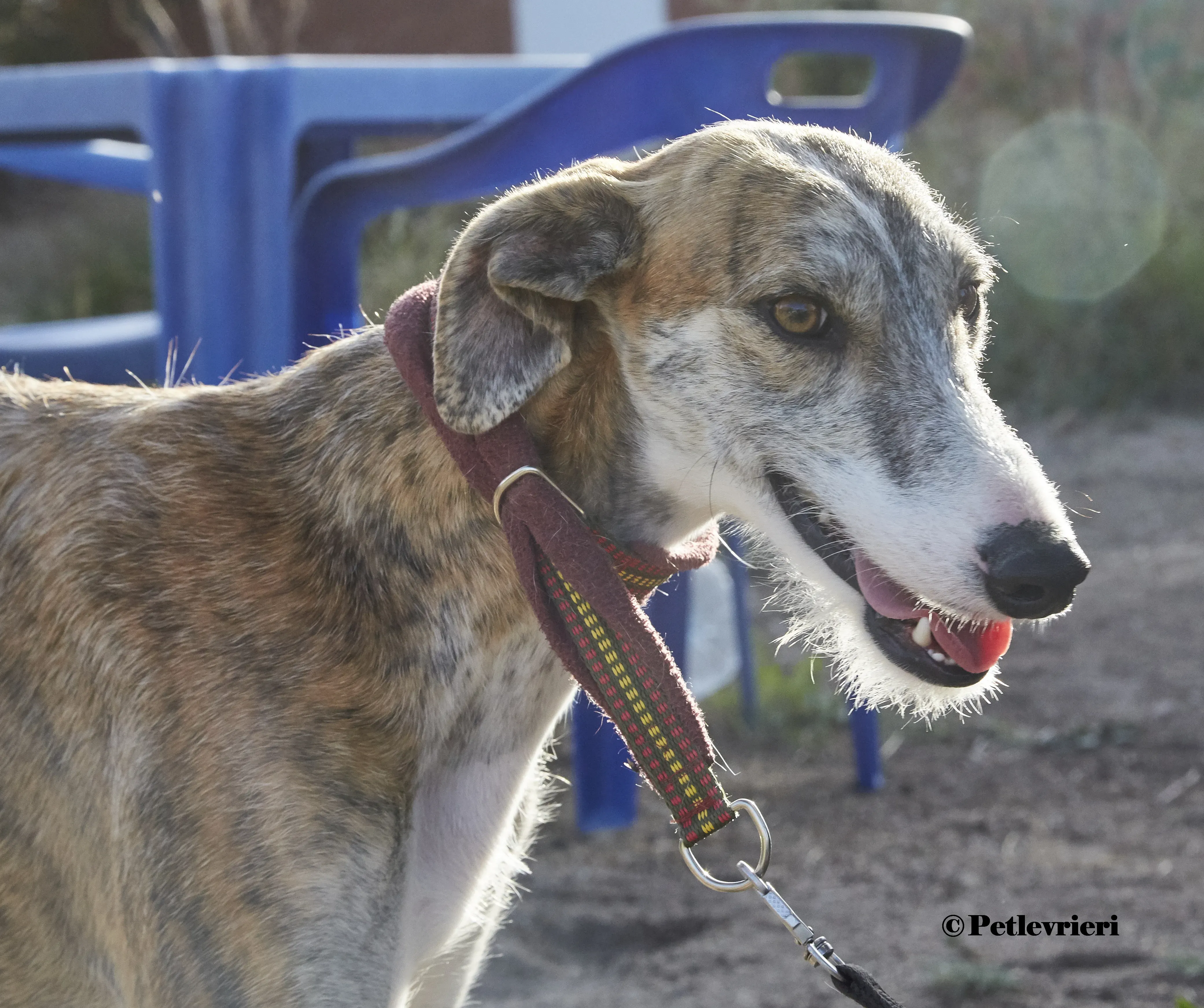 Bart galgo adozione pet levrieri onlus 7