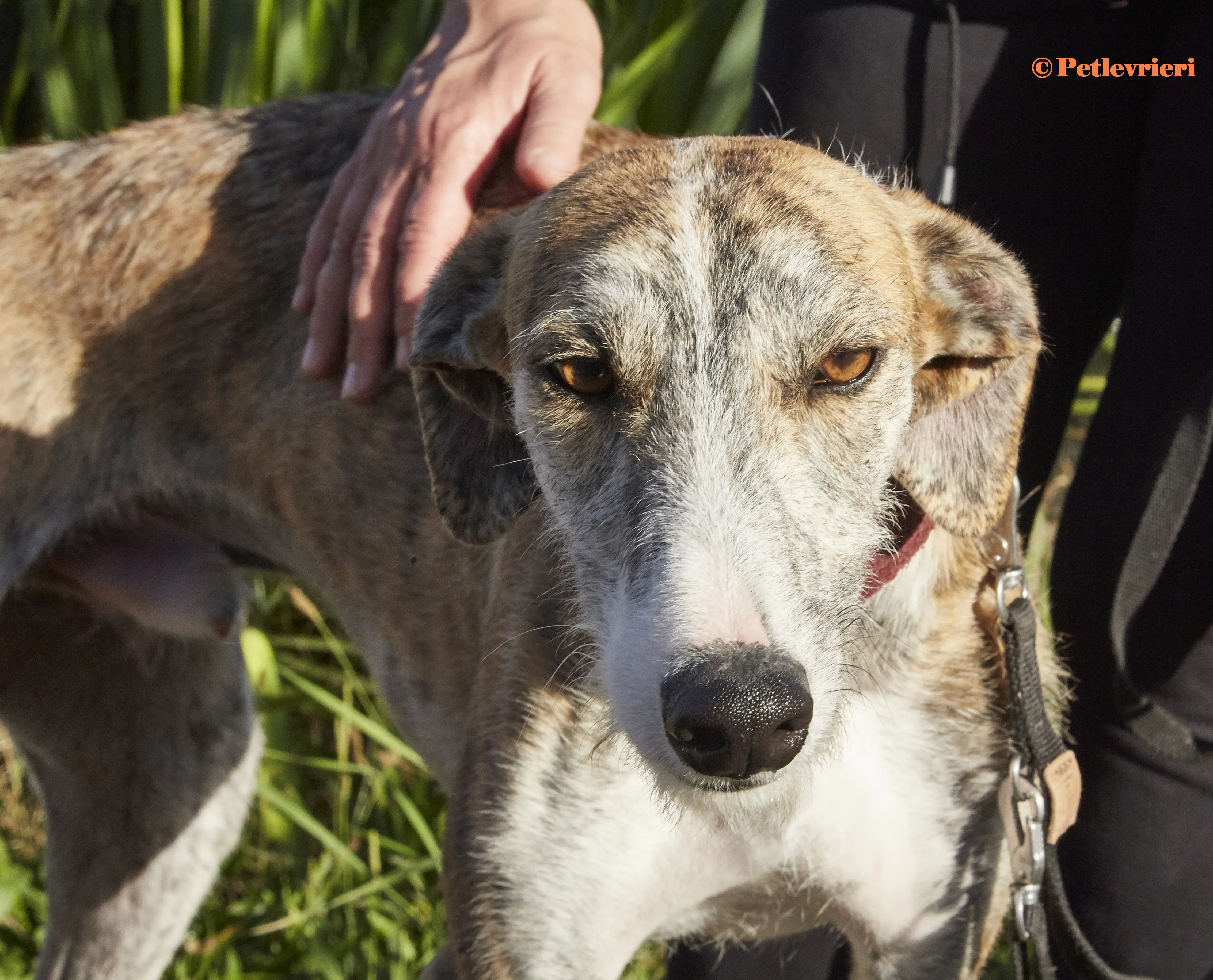 Bart galgo adozione pet levrieri onlus 8