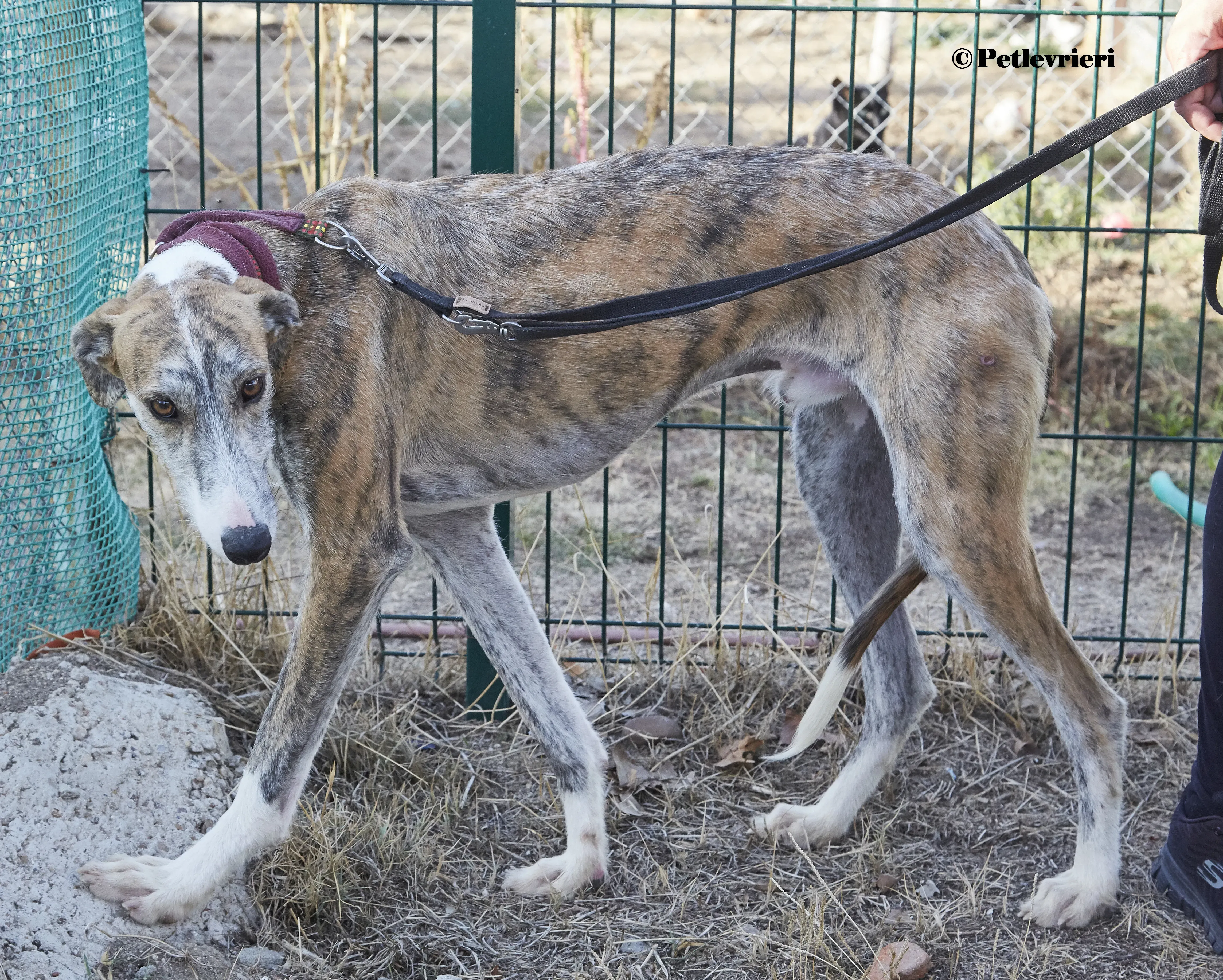 Bart galgo adozione pet levrieri onlus 9 1