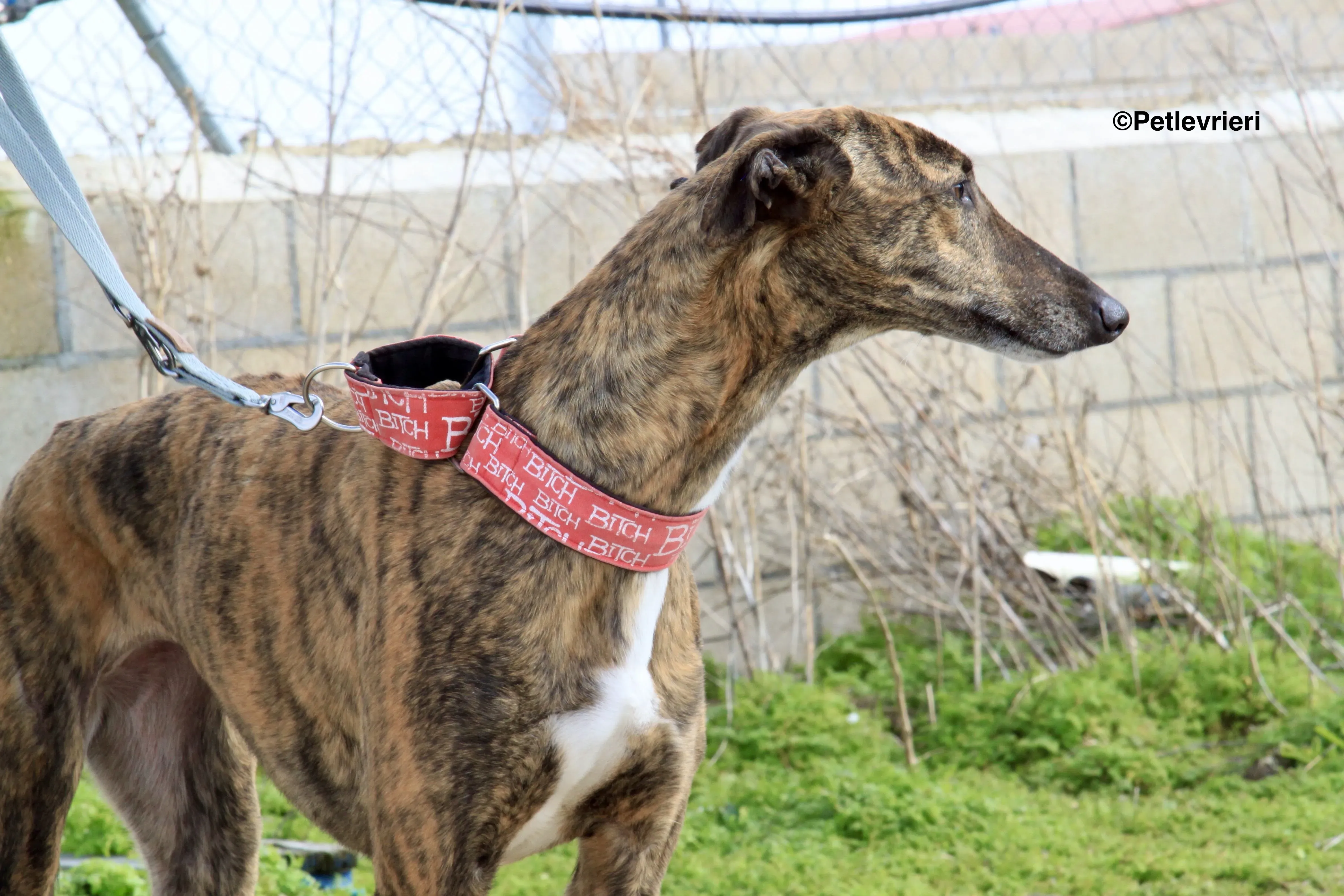 Bartola adozione levrieri galgo 1