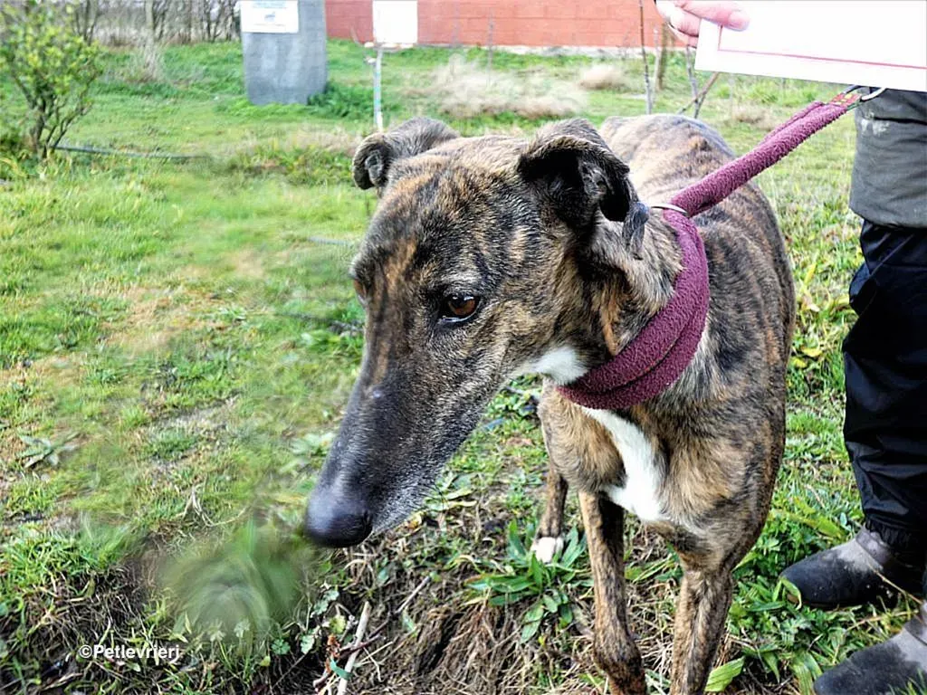 Bartola adozione levrieri galgo 10