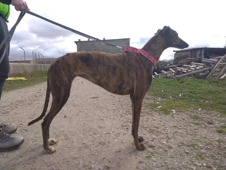 Bartola adozione levrieri galgo 11