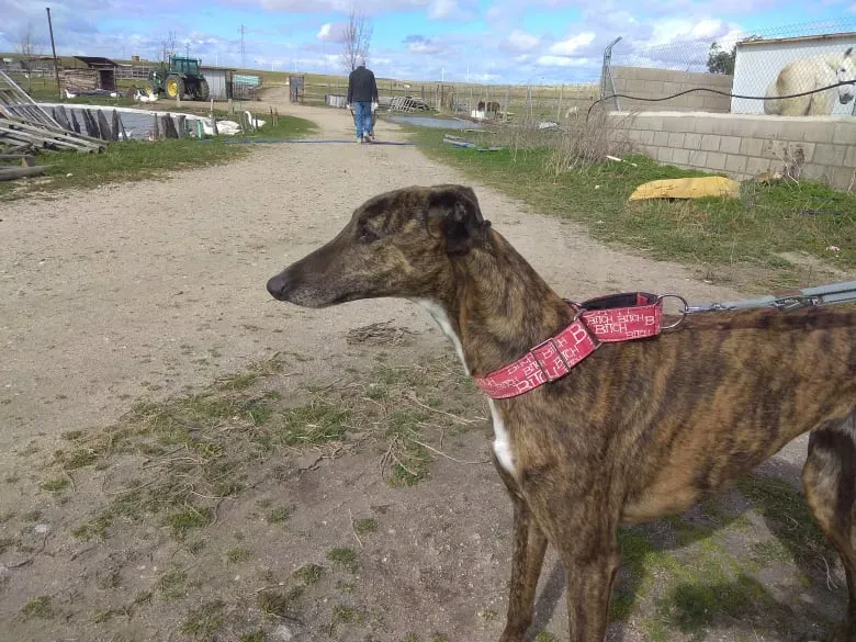 Bartola adozione levrieri galgo 12