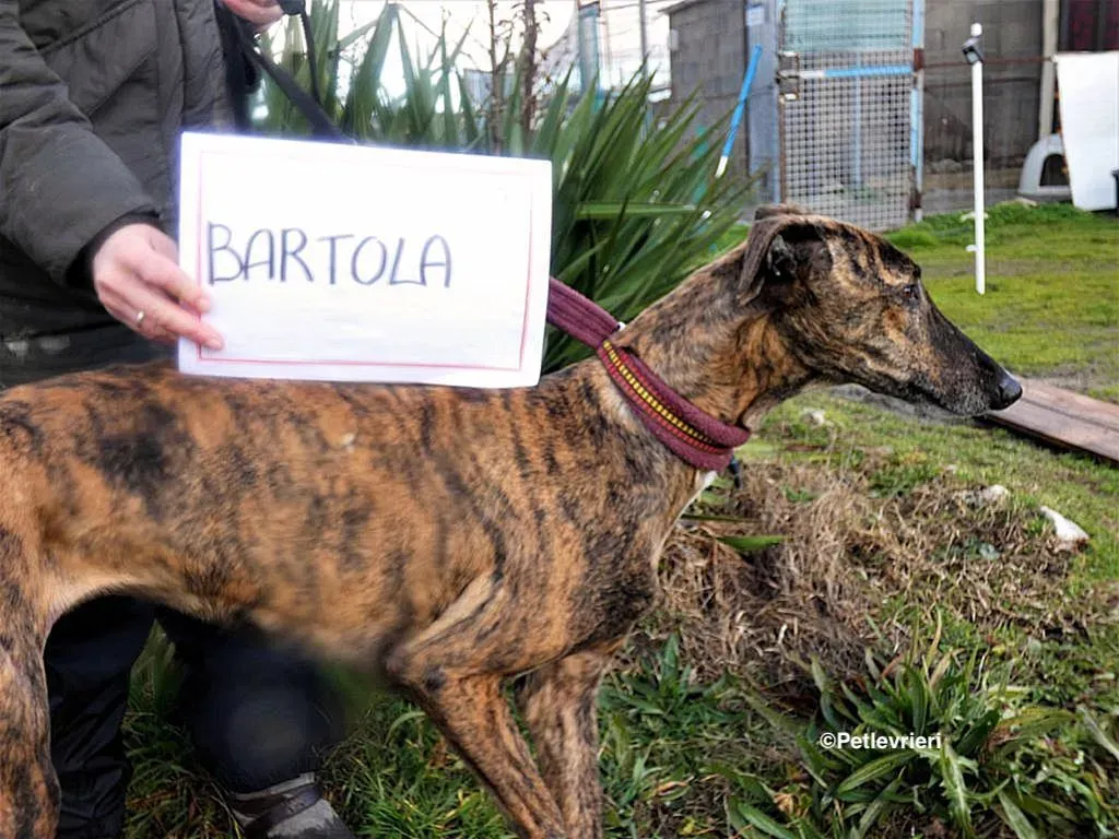 Bartola adozione levrieri galgo 7