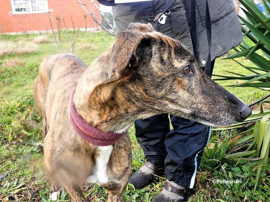 Bartola adozione levrieri galgo 8