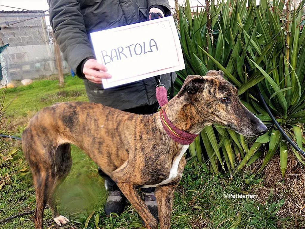 Bartola adozione levrieri galgo 9