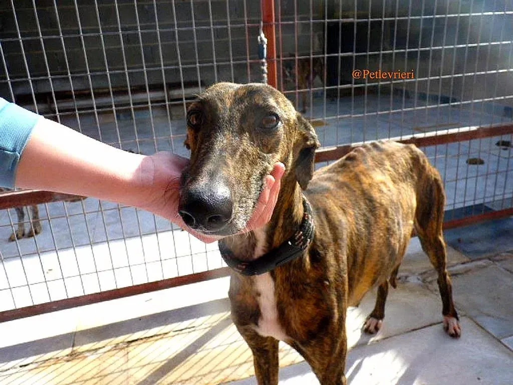 Bartola adozione levrieri galgo 1