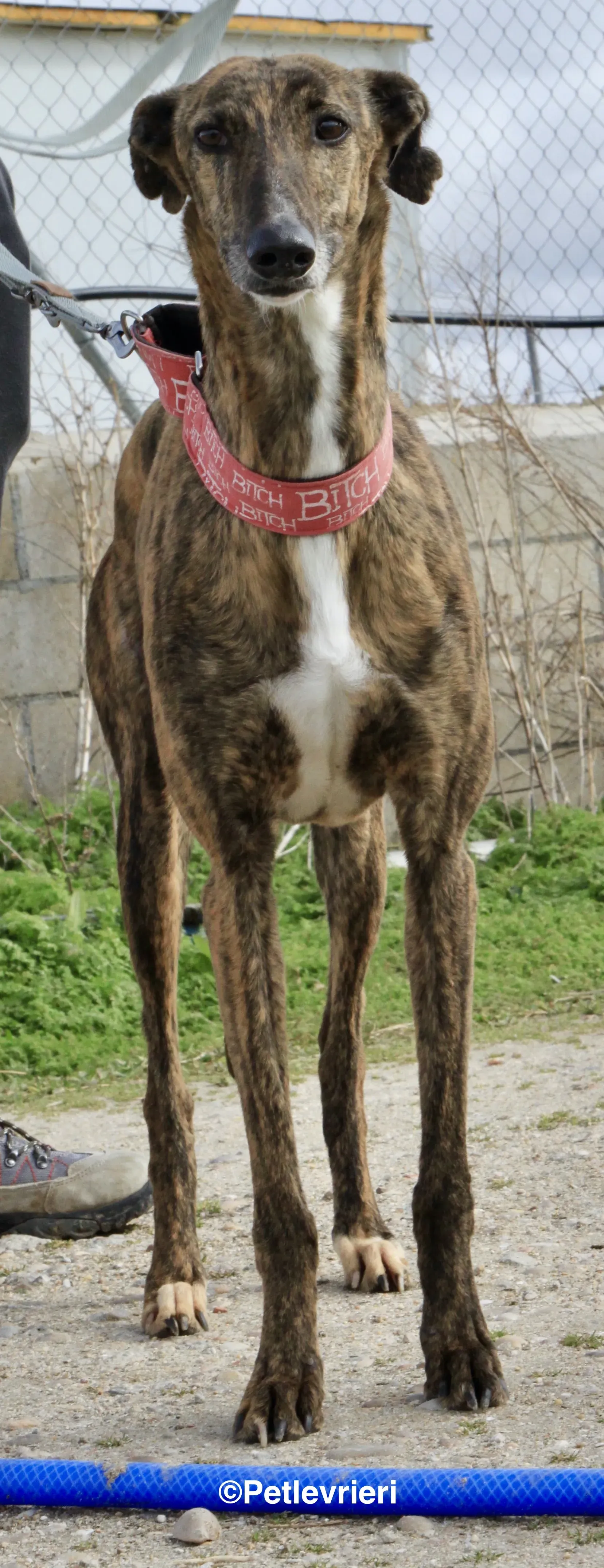 Bartola adozione levrieri galgo 2