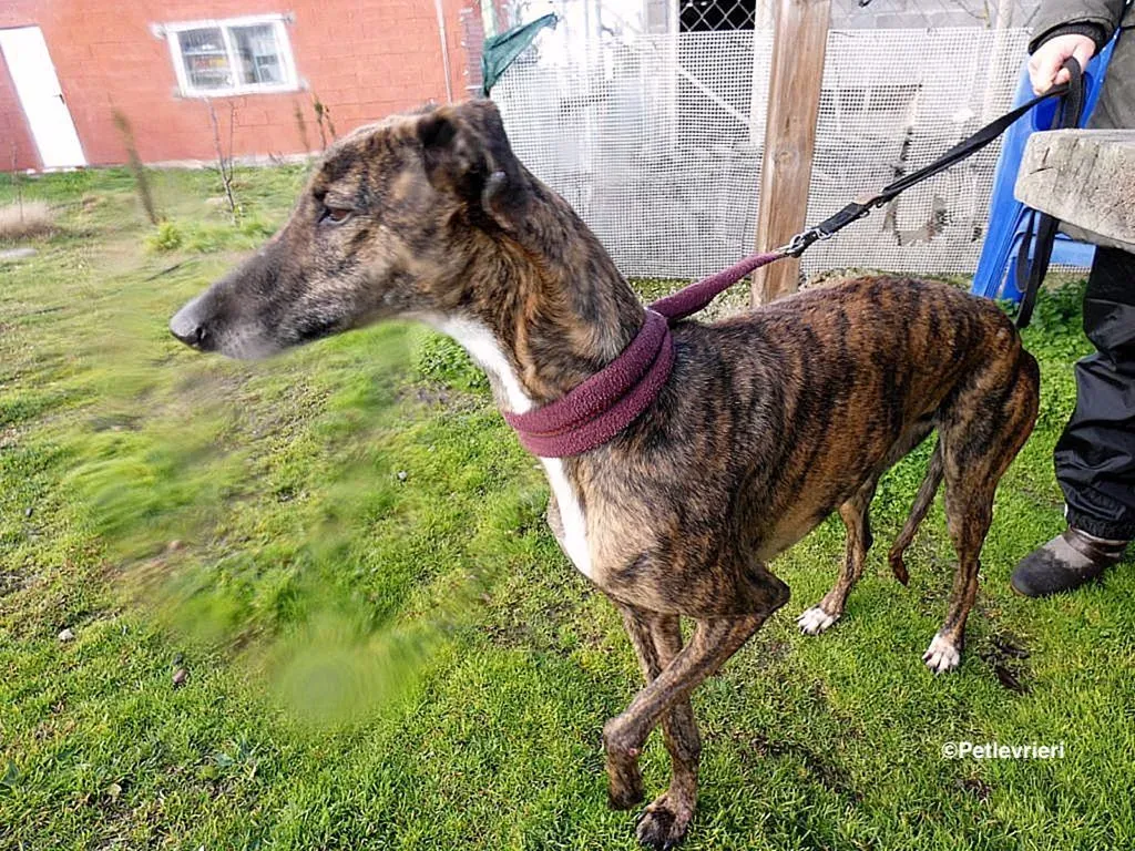 Bartola adozione levrieri galgo 2