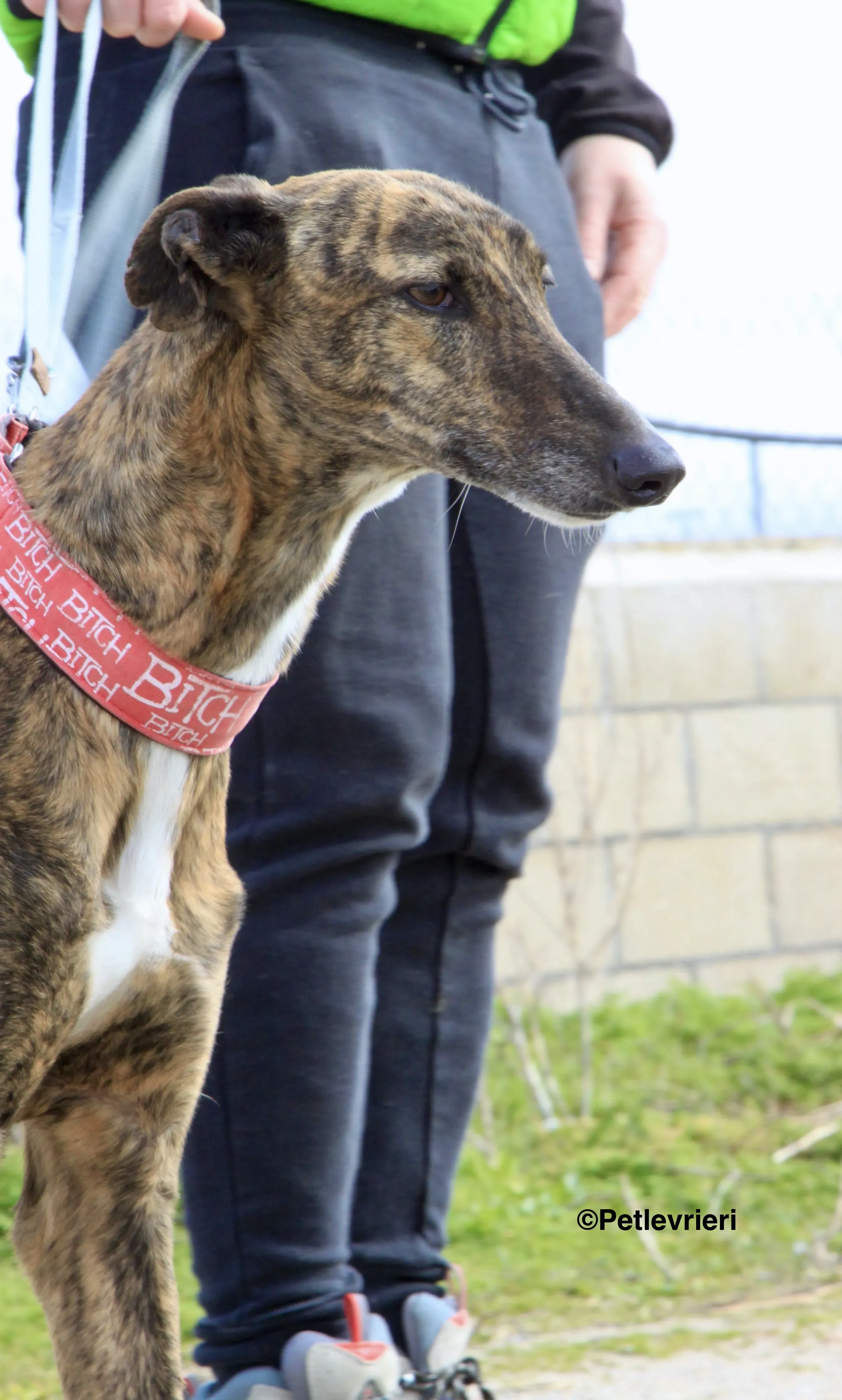 Bartola adozione levrieri galgo 3