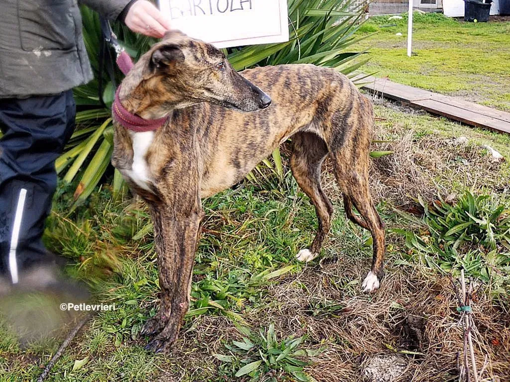 Bartola adozione levrieri galgo 3