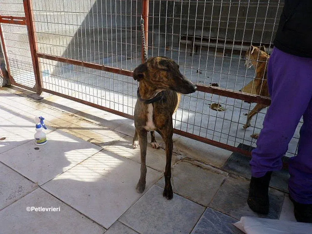 Bartola adozione levrieri galgo 4