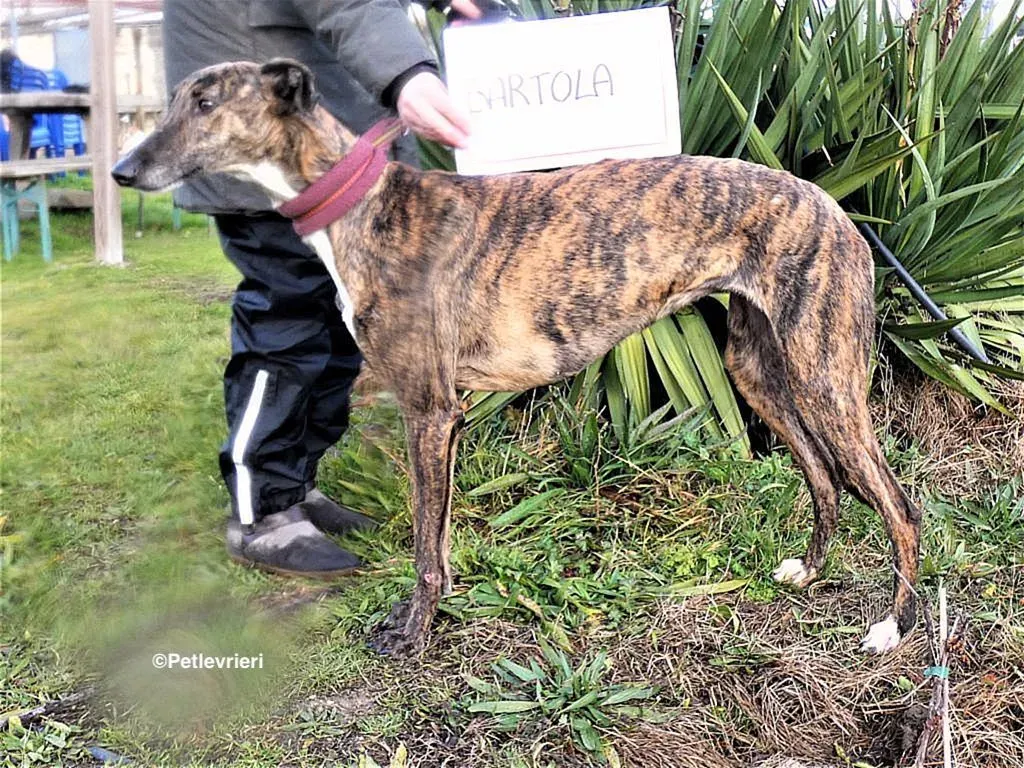Bartola adozione levrieri galgo 5