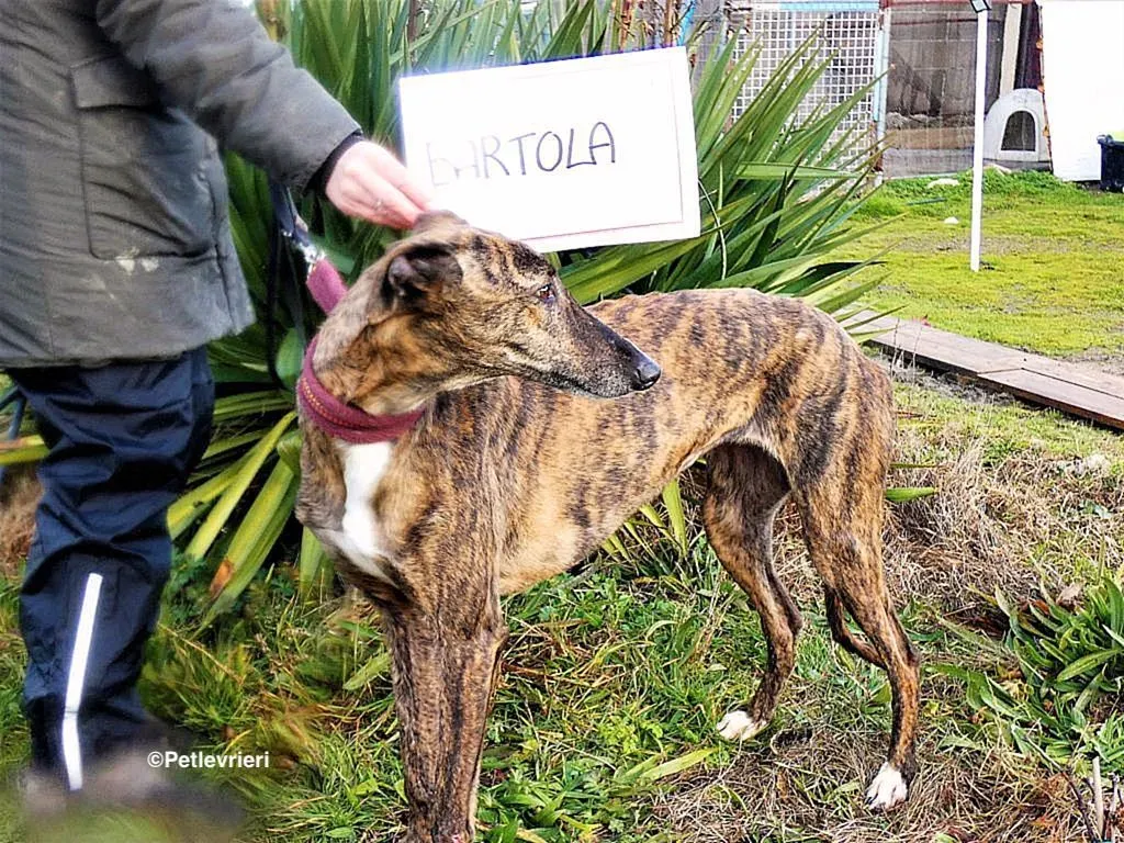Bartola adozione levrieri galgo 6