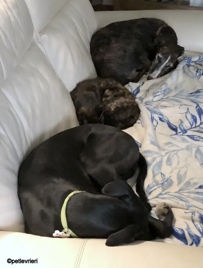 Baty galgo pet levrieri felici casa 11