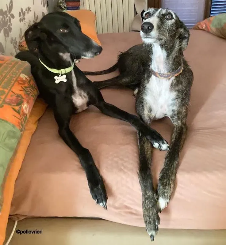 Baty galgo pet levrieri felici casa 12