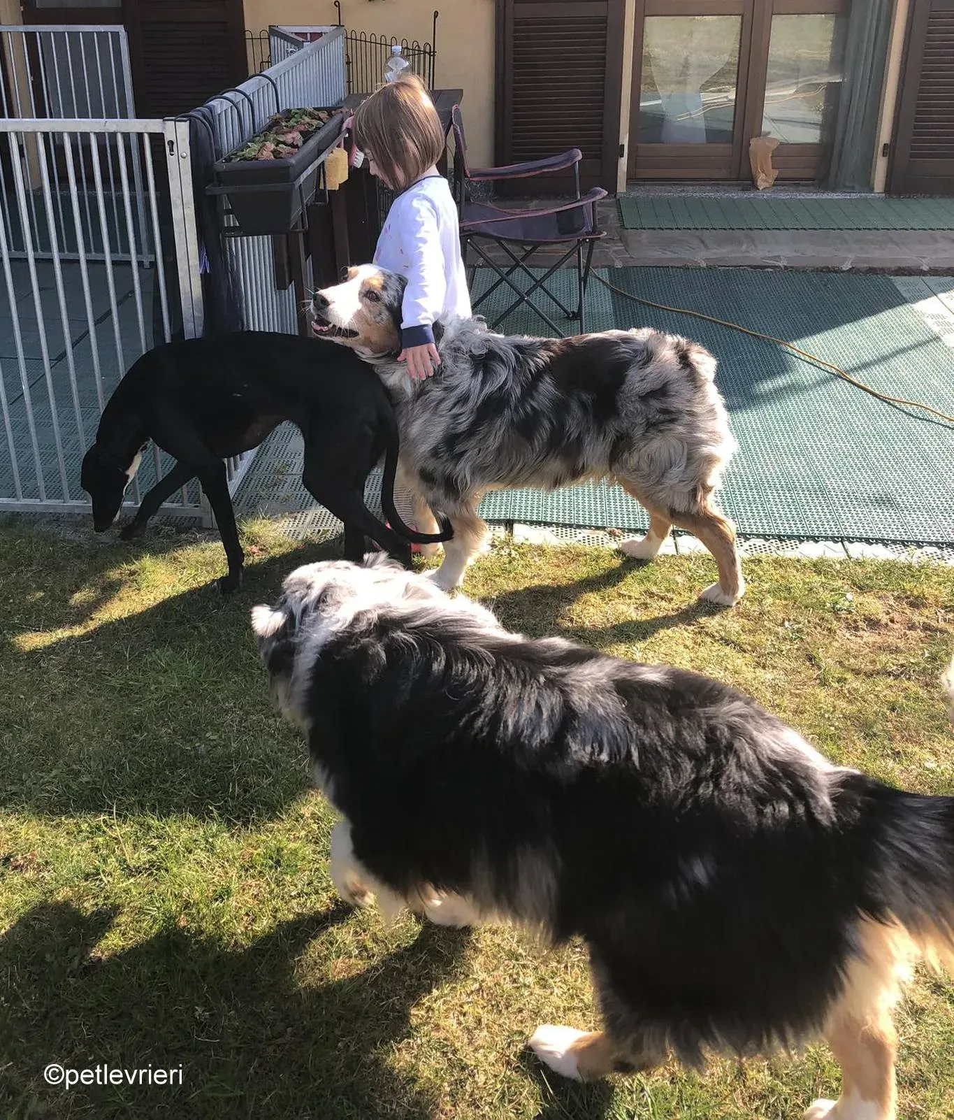 Baty galgo pet levrieri felici casa 13