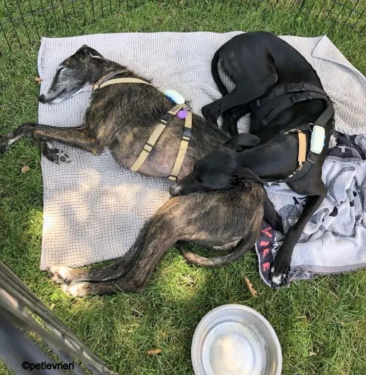 Baty galgo pet levrieri felici casa 14