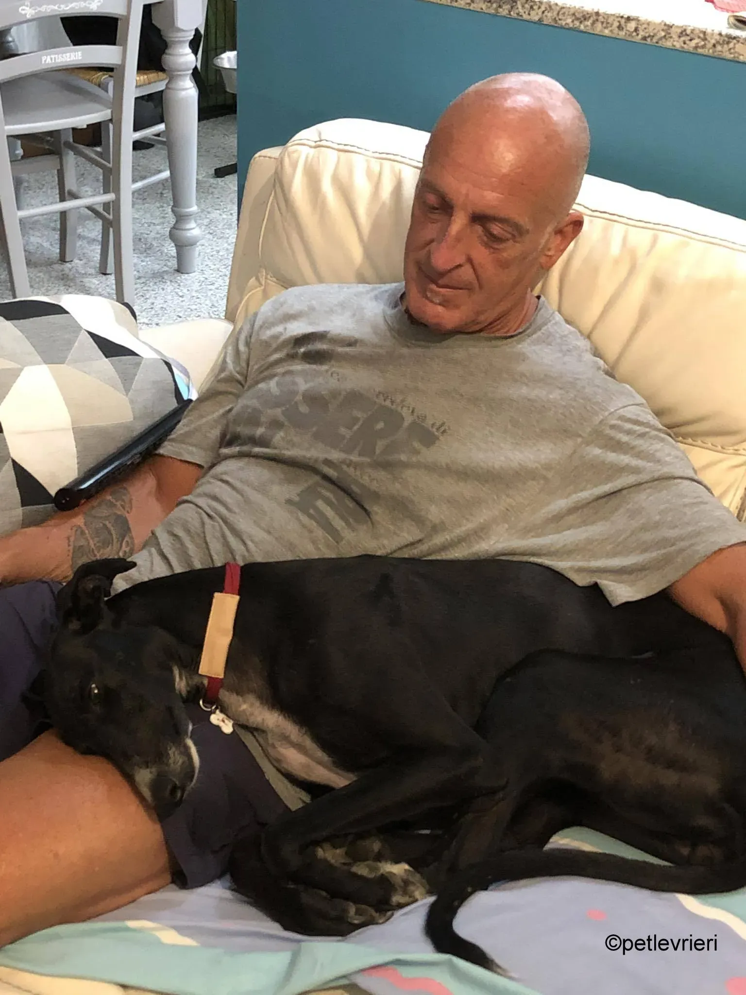 Baty galgo pet levrieri felici casa 2