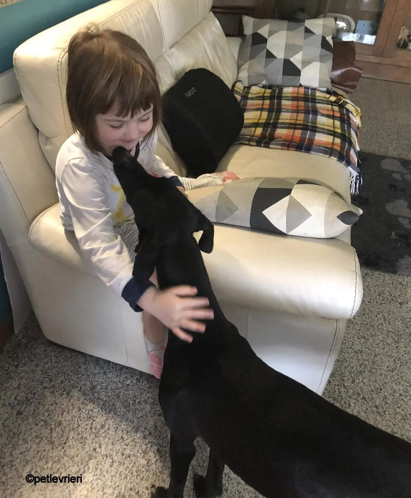 Baty galgo pet levrieri felici casa 3