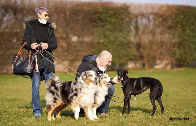 Baty galgo pet levrieri felici casa 4
