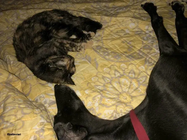 Baty galgo pet levrieri felici casa 5