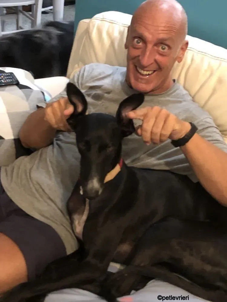 Baty galgo pet levrieri felici casa 6