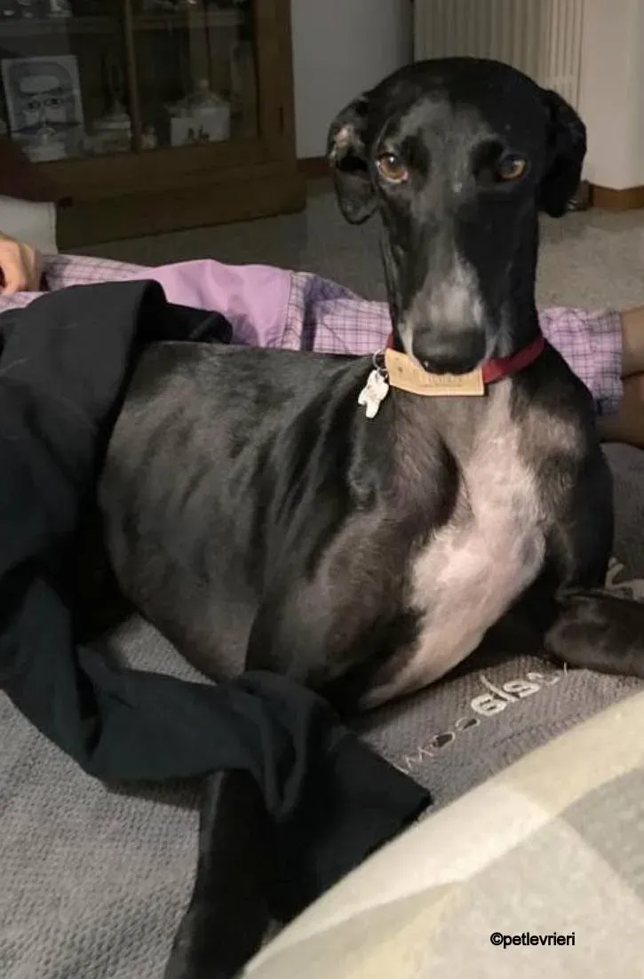 Baty galgo pet levrieri felici casa 7