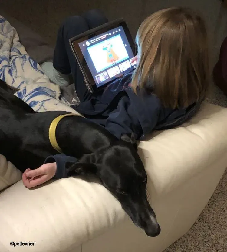 Baty galgo pet levrieri felici casa 8