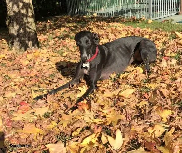 Baty galgo pet levrieri felici casa 9