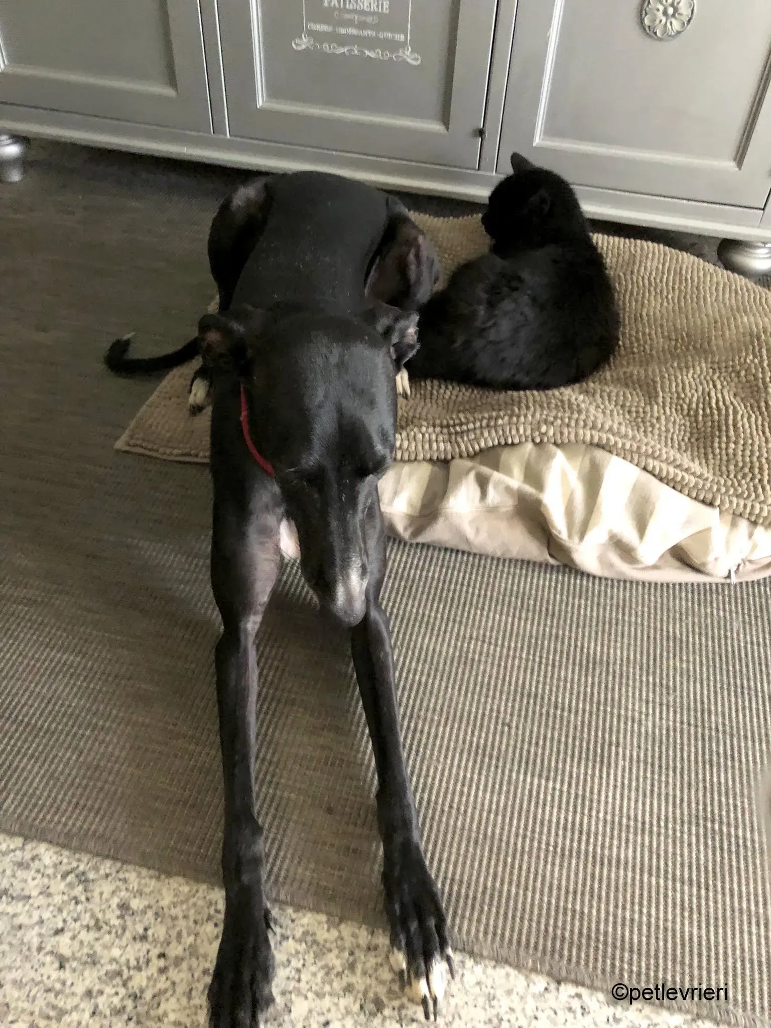 Baty galgo pet levrieri felici casa