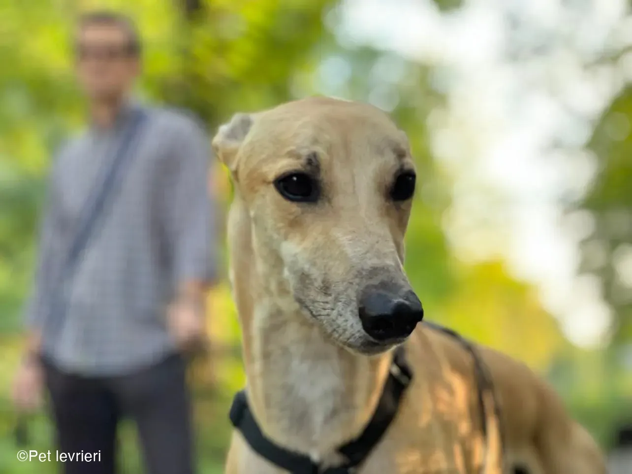 Bawnie Greyhound fulvo foster cane levriero 1