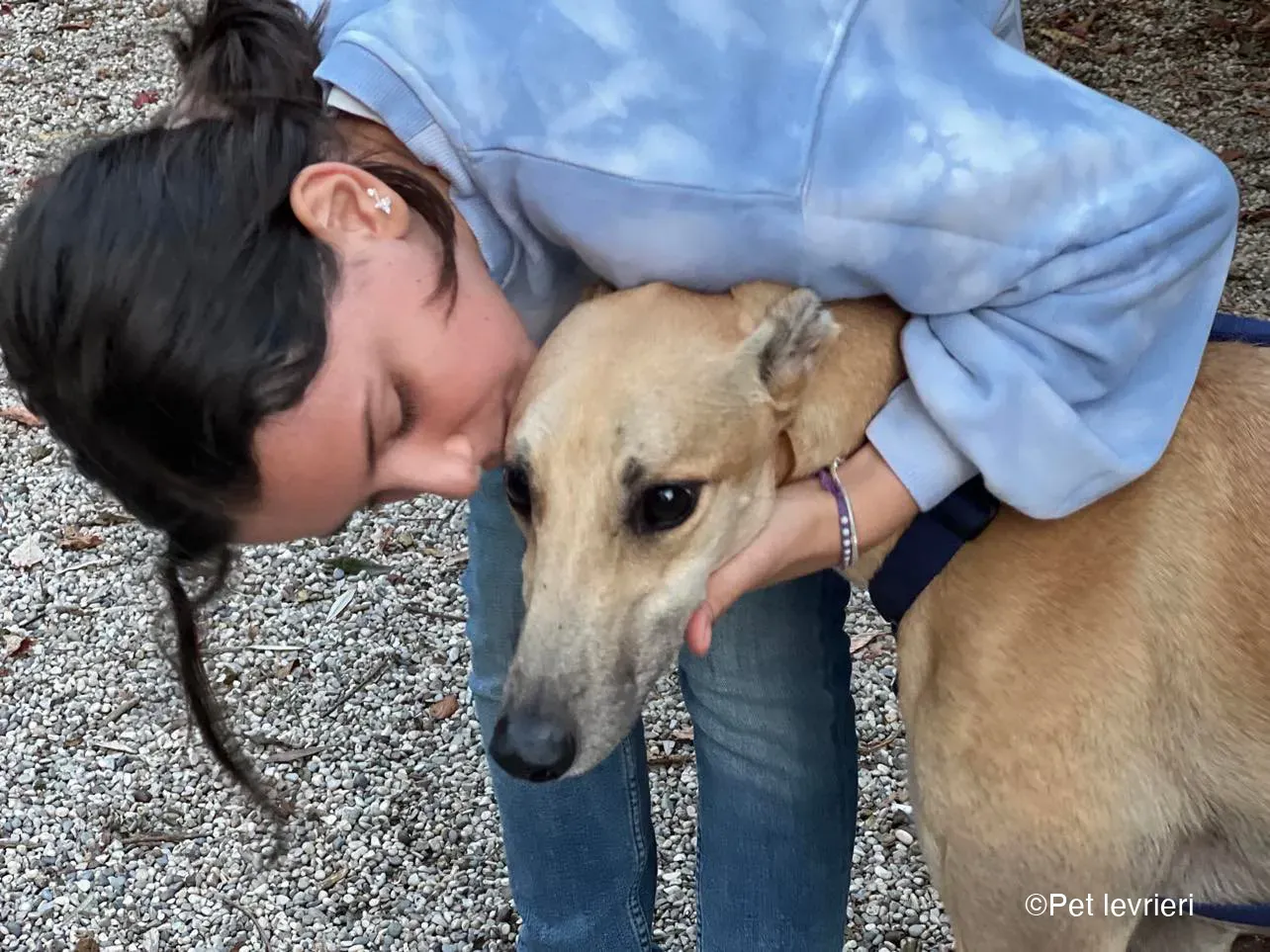 Bawnie Greyhound fulvo foster cane levriero 10