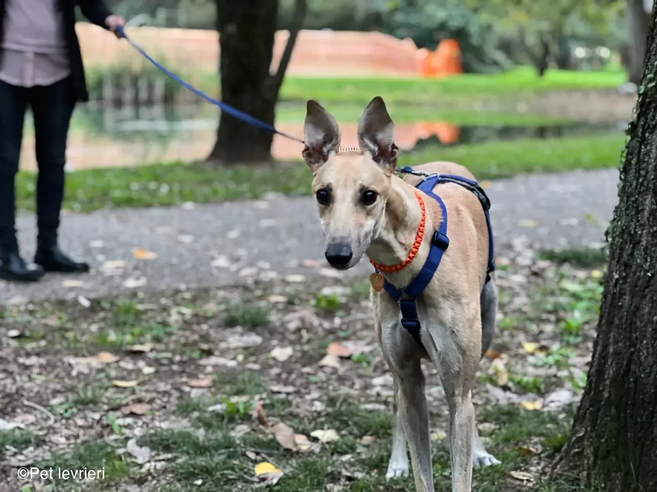 Bawnie Greyhound fulvo foster cane levriero 11
