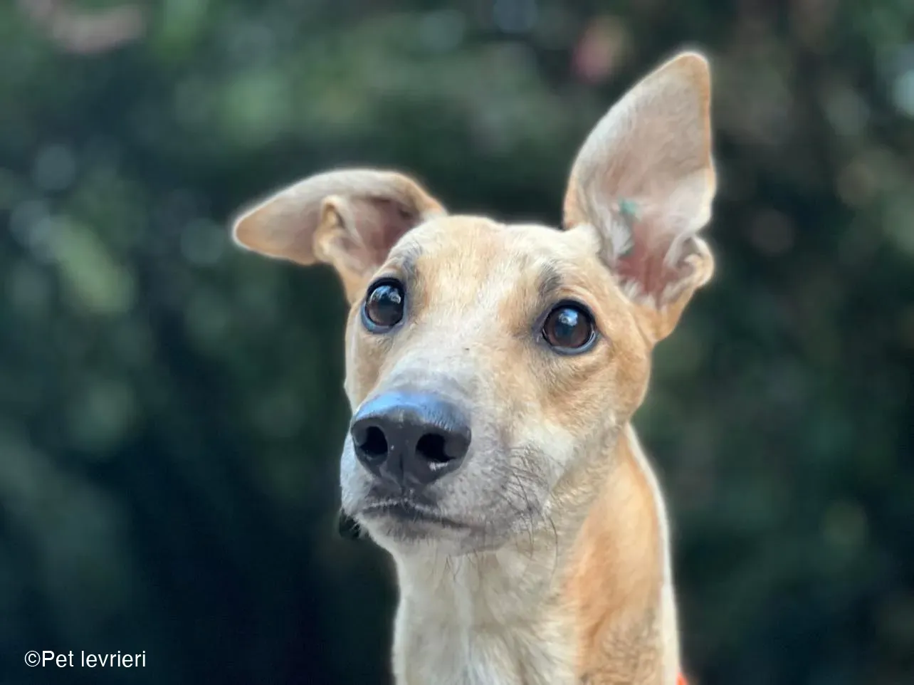 Bawnie Greyhound fulvo foster cane levriero 12