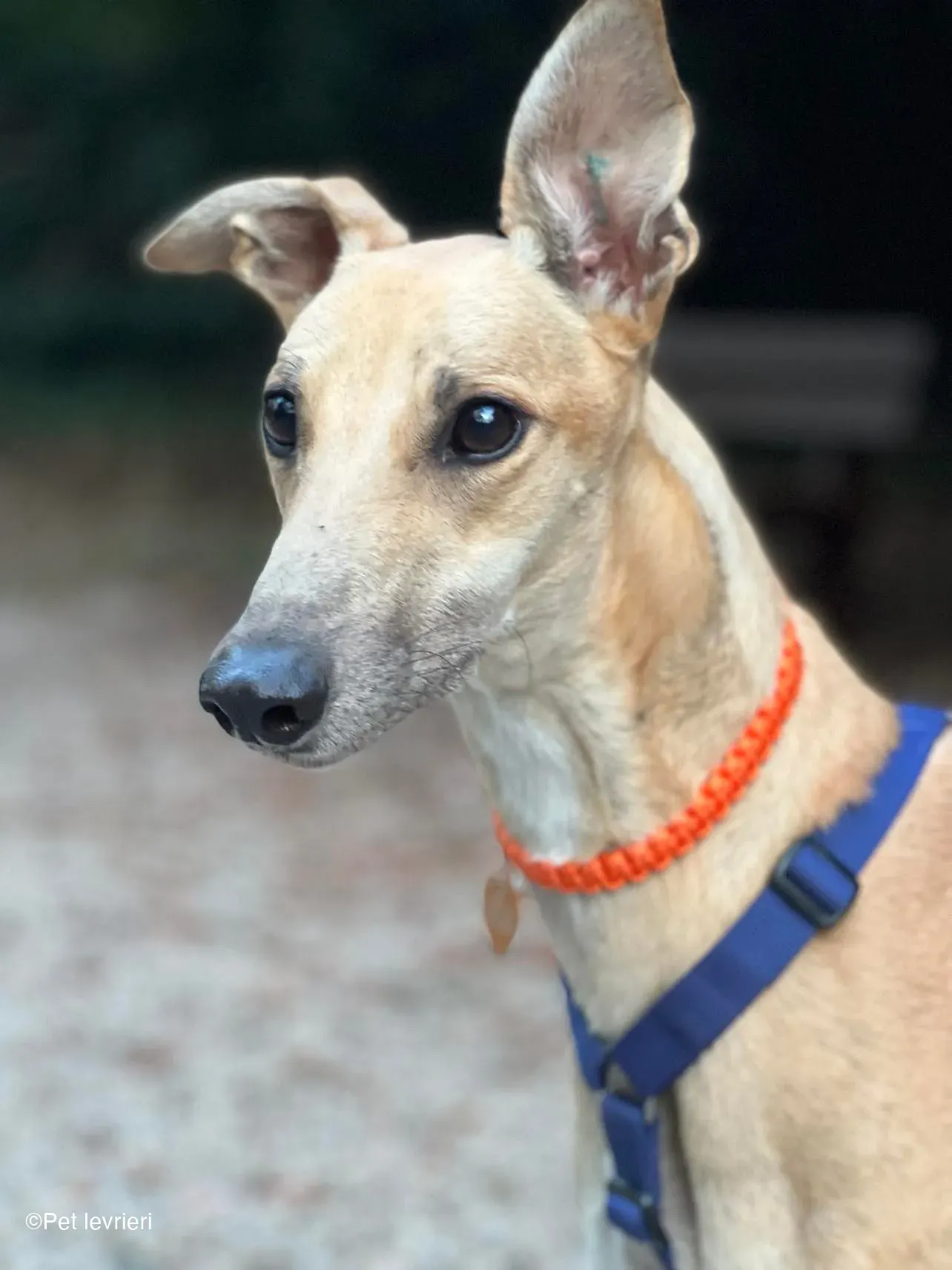 Bawnie Greyhound fulvo foster cane levriero 13