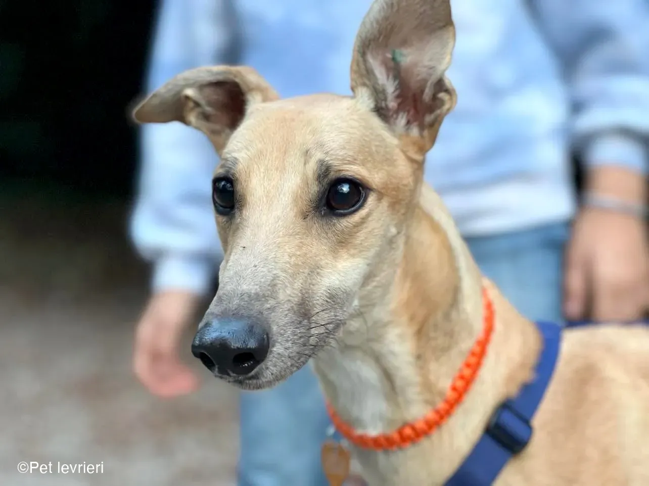 Bawnie Greyhound fulvo foster cane levriero 14