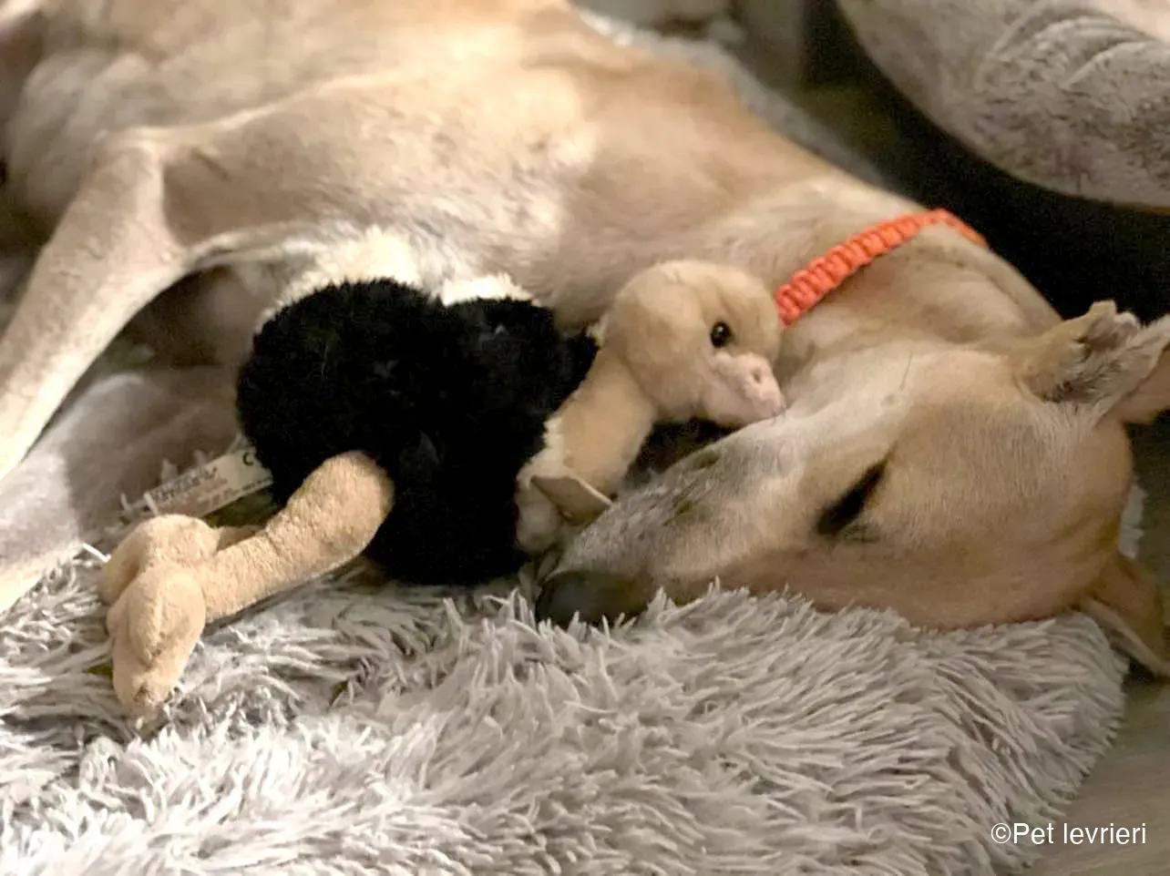 Bawnie Greyhound fulvo foster cane levriero 15